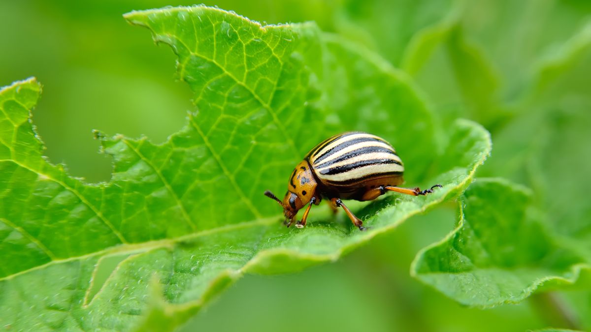 Striped beetle being identified on a green leaf